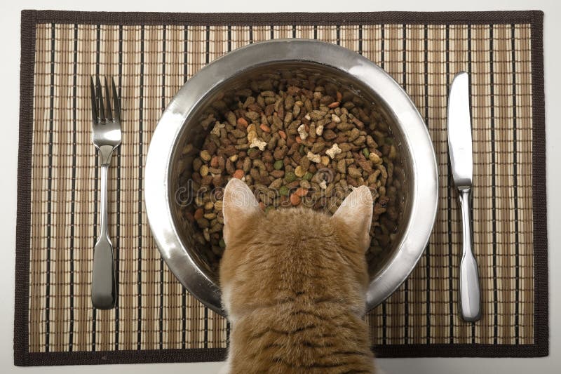 A very lucky and pampered cat is eating from her bowl. Dry cat food in a metal cat bowl and silverware on a place mat. A very lucky and pampered cat is eating from her bowl. Dry cat food in a metal cat bowl and silverware on a place mat.