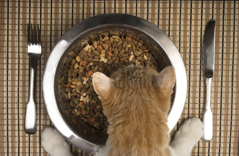 A very lucky and pampered cat is eating from her bowl. Dry cat food in a metal cat bowl and silverware on a place mat. A very lucky and pampered cat is eating from her bowl. Dry cat food in a metal cat bowl and silverware on a place mat.