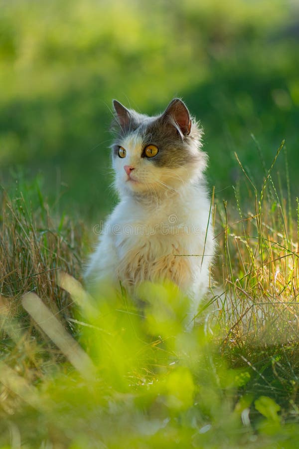 Kat die vrij buiten het privé - gebied loopt. behoefte aan huisdieren in de openlucht stock foto's Kat die vrij buiten het privé - gebied loopt. behoefte aan huisdieren in de openlucht stock foto's