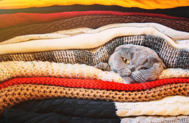 Kat in een stapel warme kleren Selectieve nadruk royalty-vrije stock foto Kat in een stapel warme kleren Selectieve nadruk royalty-vrije stock foto