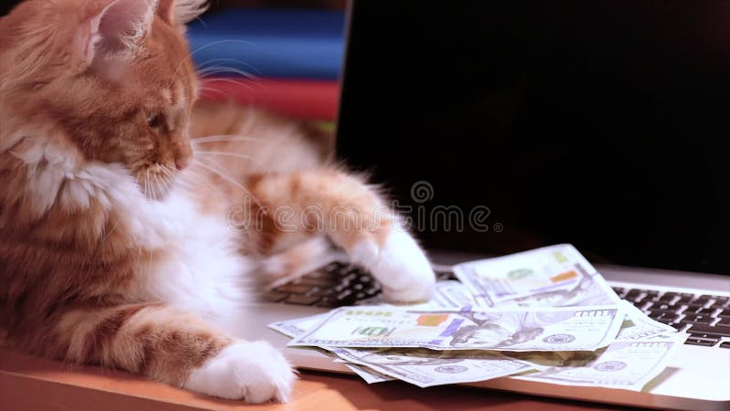 Kat en geld met laptop stock footage Kat en geld met laptop stock footage