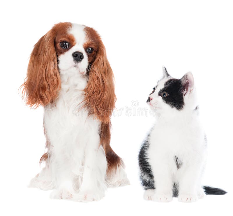 Kat en hond Kat en hond
