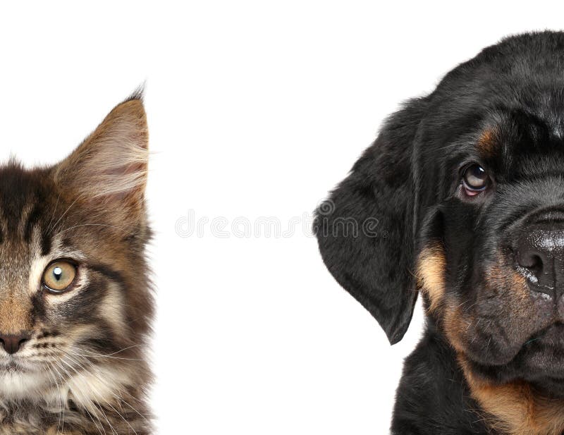 Kat en hond, de helft van snuit