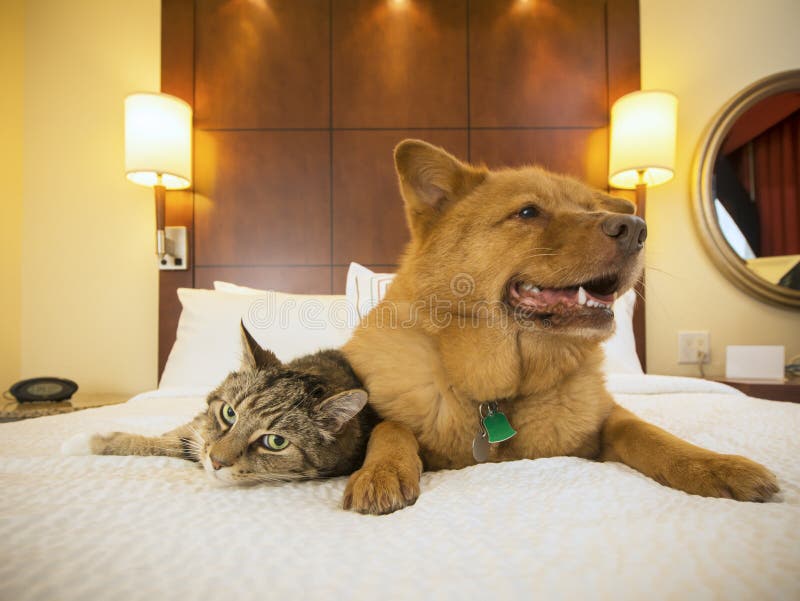 Kat en Hond samen in hotelslaapkamer