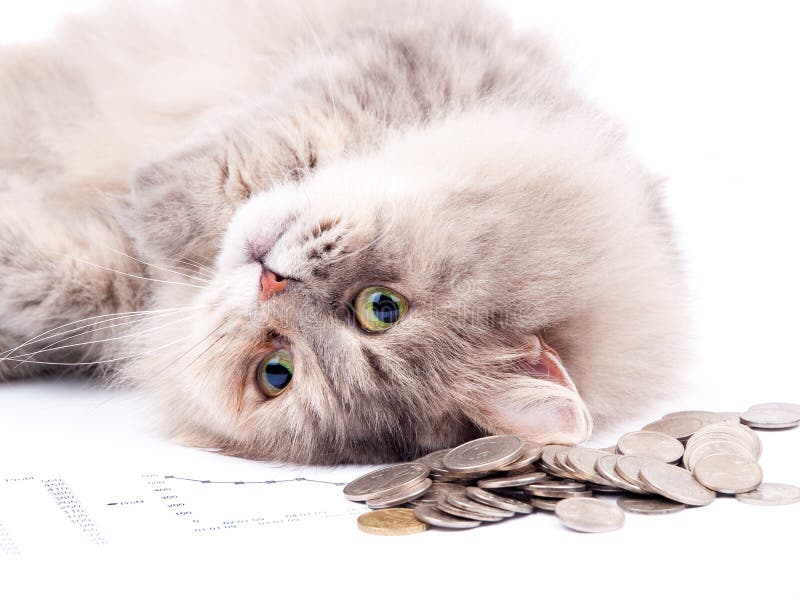 Kat en hoop van muntstukken