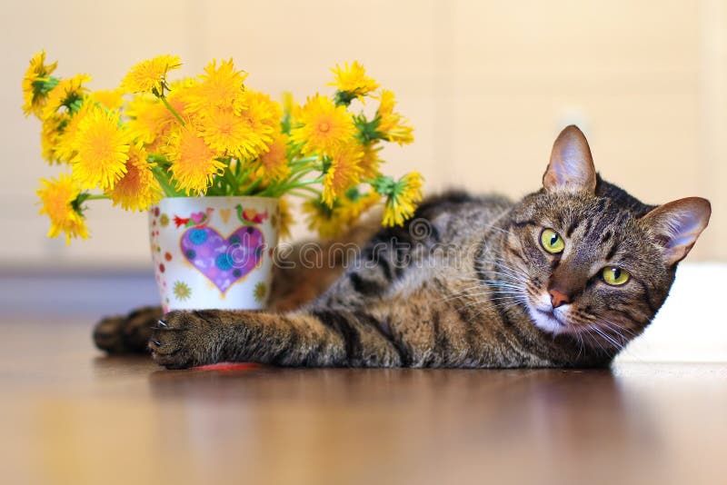Download Kat en paardebloemen stock foto. Afbeelding bestaande uit leuk - 54079478