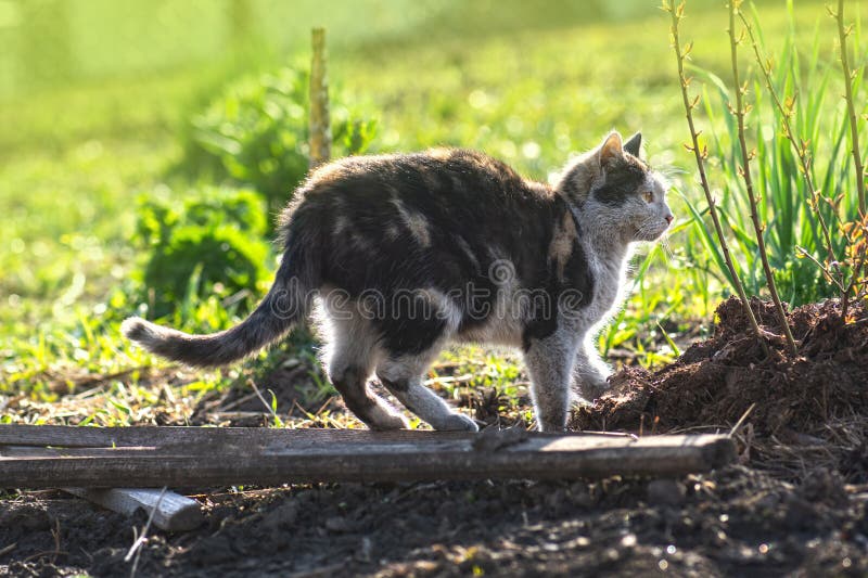 Kat en platteland. dorpskat loopt af. afbeelding van een vuile kat op de boerderij. vuile kat loopt in de tuin royalty-vrije stock afbeelding Kat en platteland. dorpskat loopt af. afbeelding van een vuile kat op de boerderij. vuile kat loopt in de tuin royalty-vrije stock afbeelding