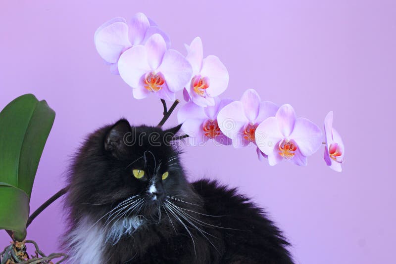 Kat en roze orchideeën op achtergrond Levendig binnenland stock foto Kat en roze orchideeën op achtergrond Levendig binnenland stock foto