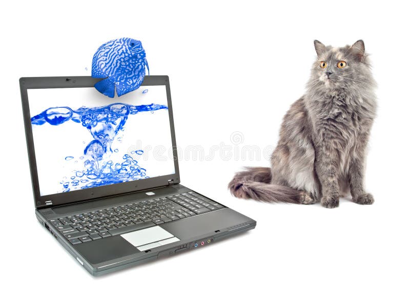Kat en vissen. royalty-vrije stock afbeeldingen Kat en vissen. royalty-vrije stock afbeeldingen