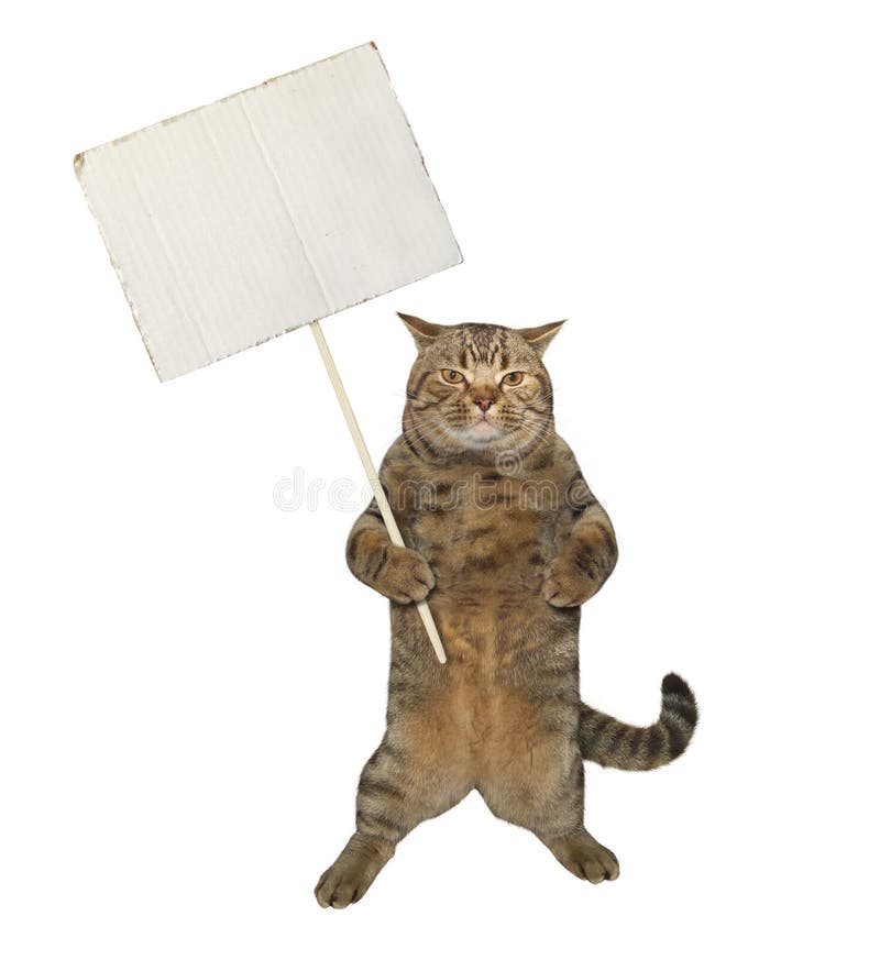 Kat houdt blanco teken op stick
