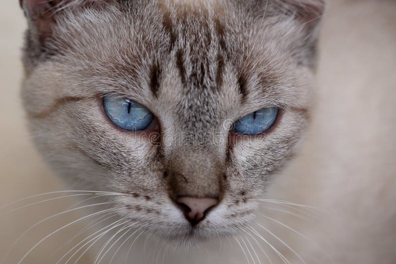 Kat met blauwe ogen stock afbeelding. Image of ogen, fauna 81726987