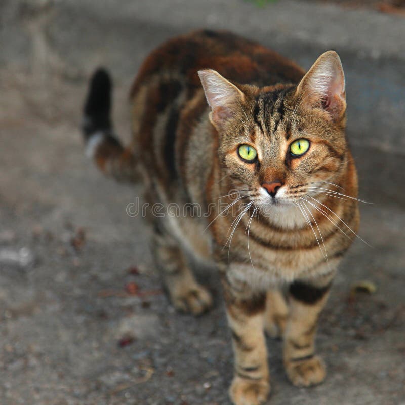 Kat met groene ogen royalty-vrije stock afbeelding