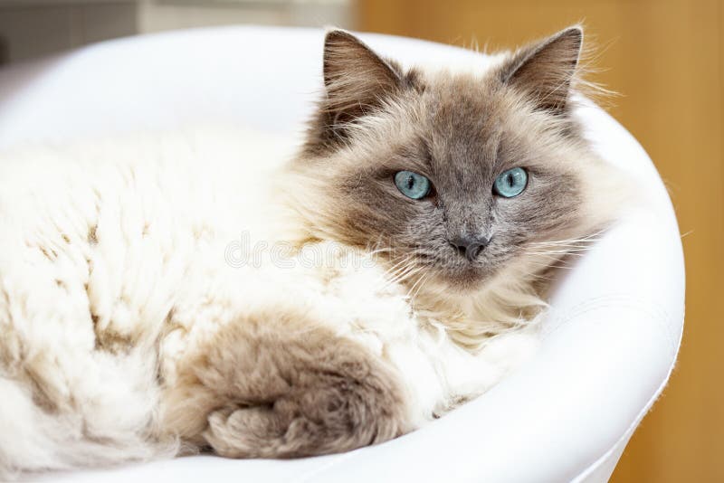 Kat met heldere blauwe ogen royalty-vrije stock foto's Kat met heldere blauwe ogen royalty-vrije stock foto's