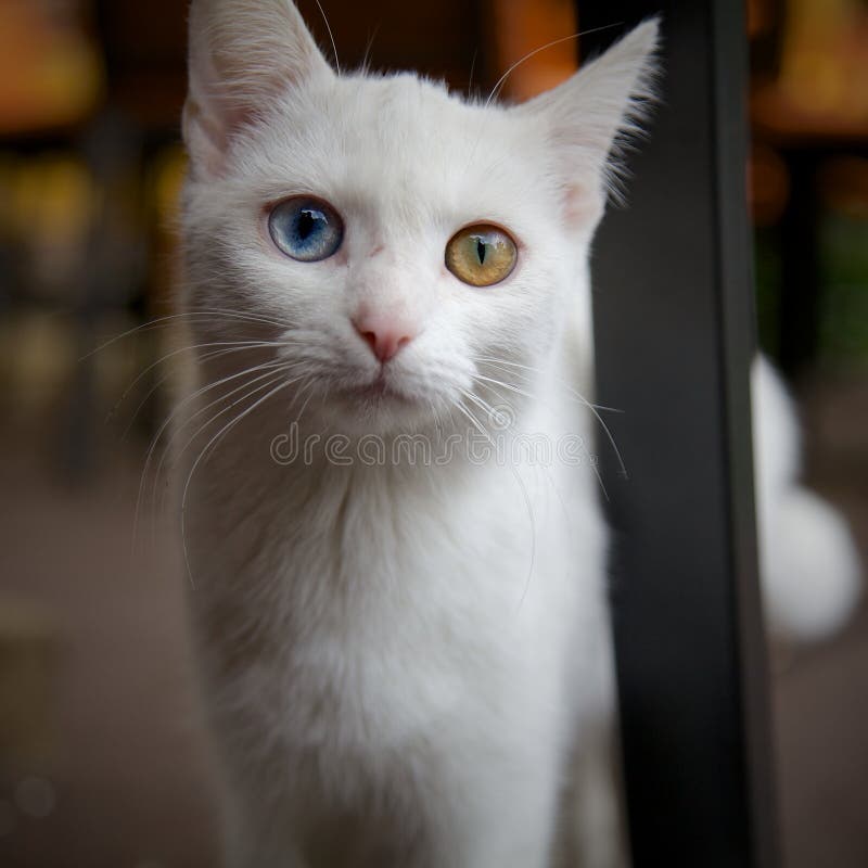 Kat met Heterochromia stock foto's Kat met Heterochromia stock foto's
