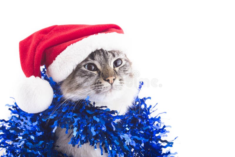 Kat met Santa Claus-hoed en klatergoud op witte achtergrond wordt geïsoleerd die royalty-vrije stock afbeeldingen Kat met Santa Claus-hoed en klatergoud op witte achtergrond wordt geïsoleerd die royalty-vrije stock afbeeldingen