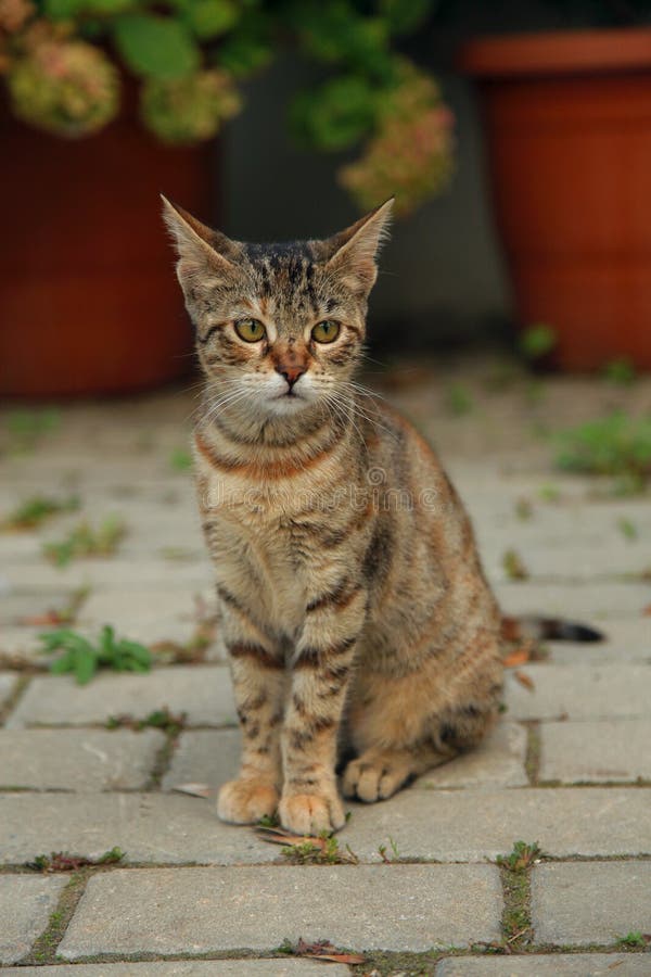 Kat openlucht stock afbeeldingen