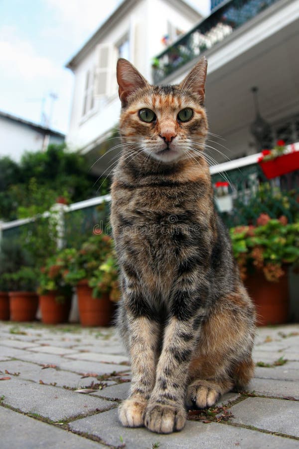 Kat openlucht stock foto's
