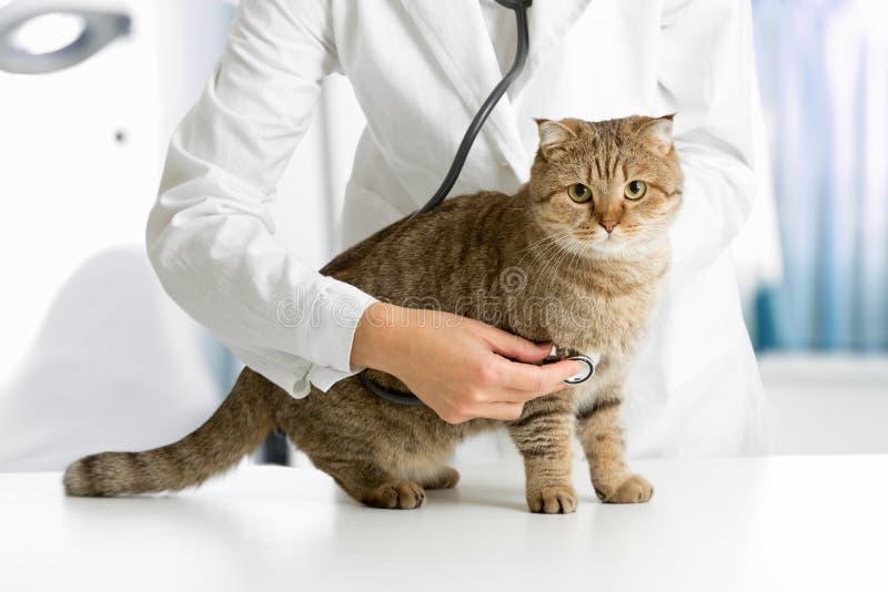 Kat in veterinaire kliniek royalty-vrije stock foto Kat in veterinaire kliniek royalty-vrije stock foto