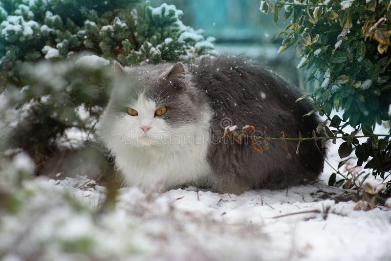 Kat ziet eerst sneeuw in de winter. schattige kitten in de buurt van sneeuwkerstboom royalty-vrije stock fotografie Kat ziet eerst sneeuw in de winter. schattige kitten in de buurt van sneeuwkerstboom royalty-vrije stock fotografie