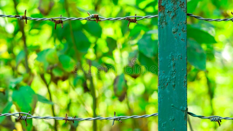 Kata Tar with Green Background Stock Image - Image of asia, flora: 110014727