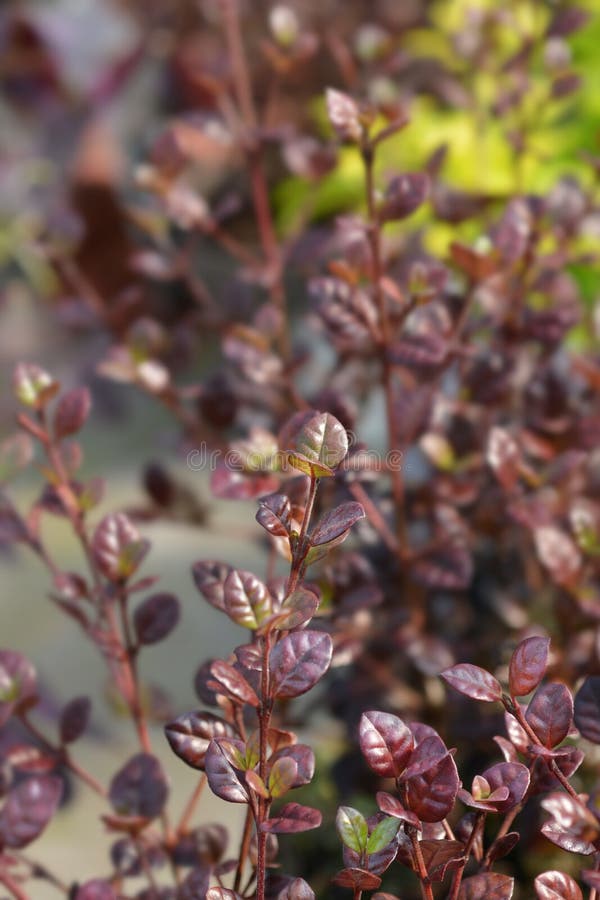 New Zealand Kathryn leaves - Latin name - Lophomyrtus x ralphii Kathryn. New Zealand Kathryn leaves - Latin name - Lophomyrtus x ralphii Kathryn