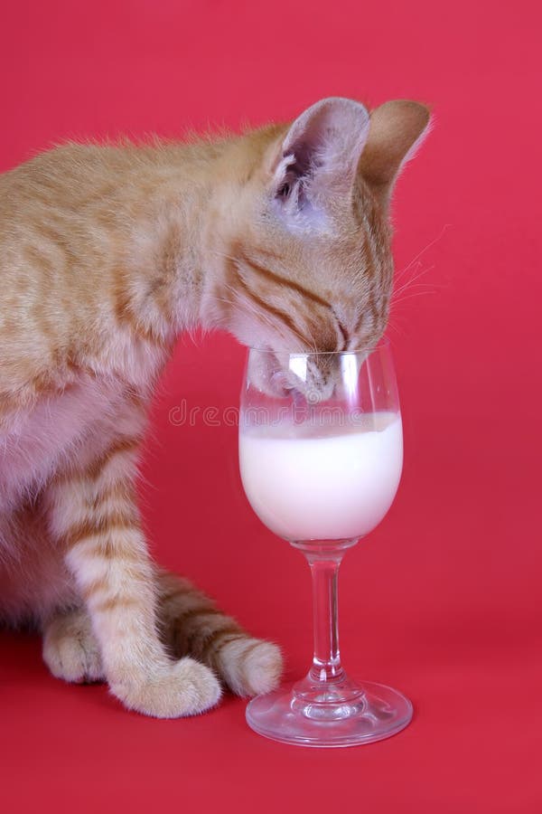 Kitten royalty-vrije stock afbeeldingen