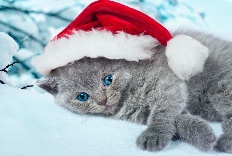 Katje die de hoed van de Kerstman dragen stock afbeelding Katje die de hoed van de Kerstman dragen stock afbeelding