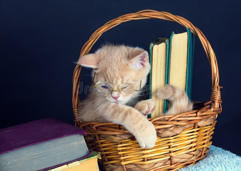 Katje die glazen dragen, die in een mand met boeken zitten royalty-vrije stock afbeeldingen Katje die glazen dragen, die in een mand met boeken zitten royalty-vrije stock afbeeldingen
