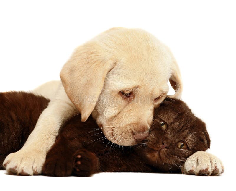 Kitten and puppy on a white background. Kitten and puppy on a white background.