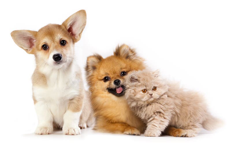 Pembroke Welsh Corgi puppy, kitten persian and pomeranian spitz. Pembroke Welsh Corgi puppy, kitten persian and pomeranian spitz