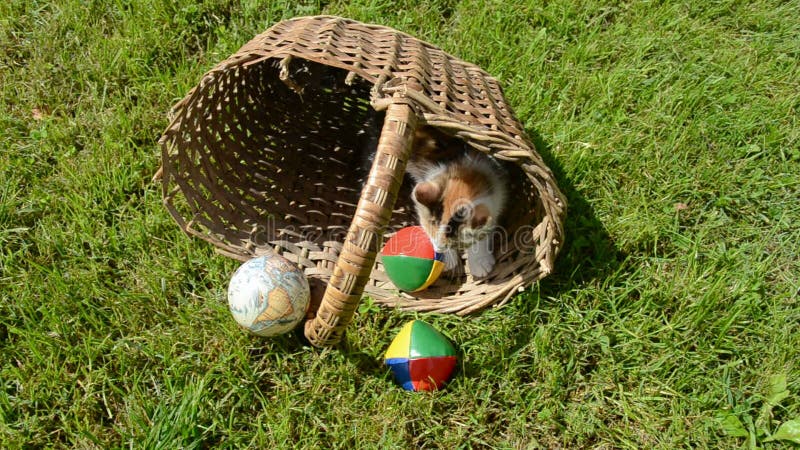 Katje het spelen in oude mand met bol