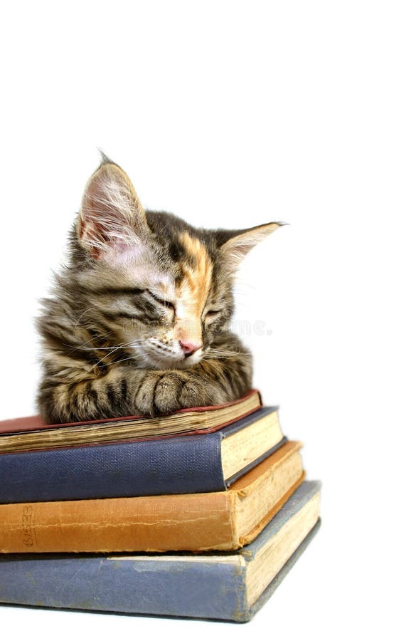 Урок чтения котята. Котенок с книгой. Котик с книжкой. Книга котик. Три котика с книжками.