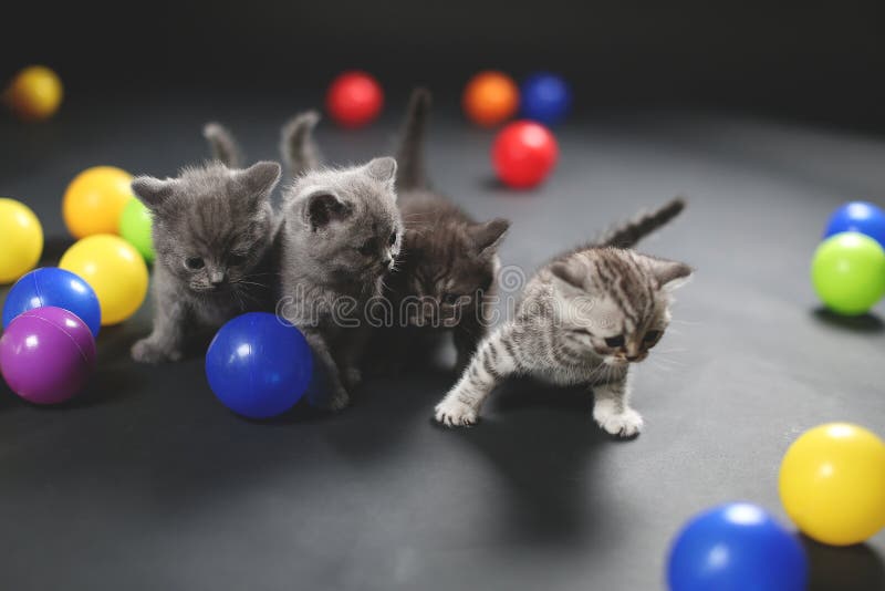 Katjes die ballen spelen