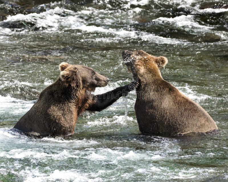 Katmai Brown Bears; Brooks Falls; Alaska; USA