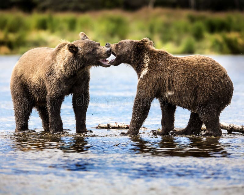 Katmai brunbjörnar; Bäcknedgångar; Alaska; USA royaltyfri bild Katmai brunbjörnar; Bäcknedgångar; Alaska; USA royaltyfri bild