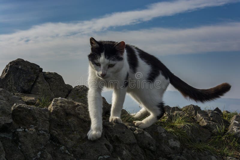 Katt royaltyfri bild Katt royaltyfri bild