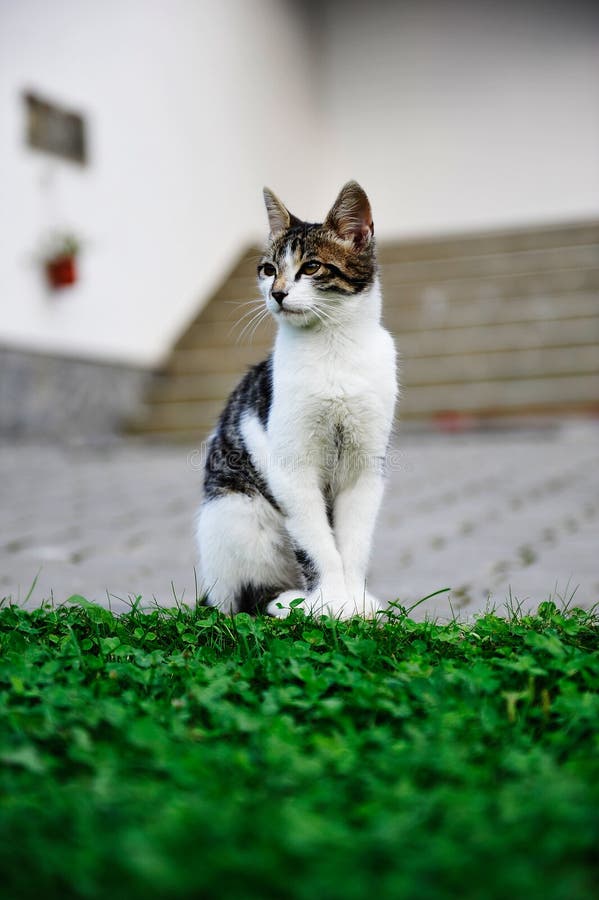 katt royaltyfri foto katt royaltyfri foto