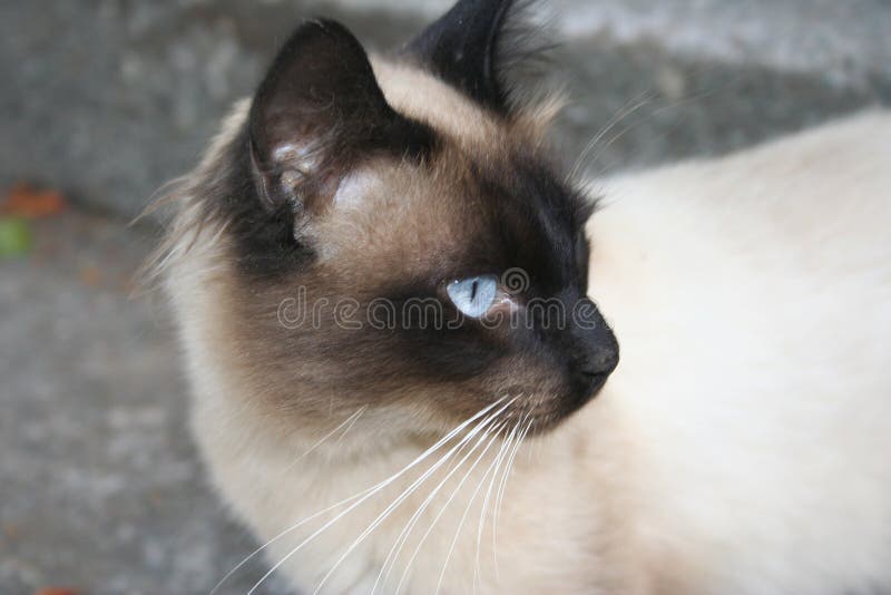Download Katt fotografering för bildbyråer. Bild av closeup, nätt - 237355