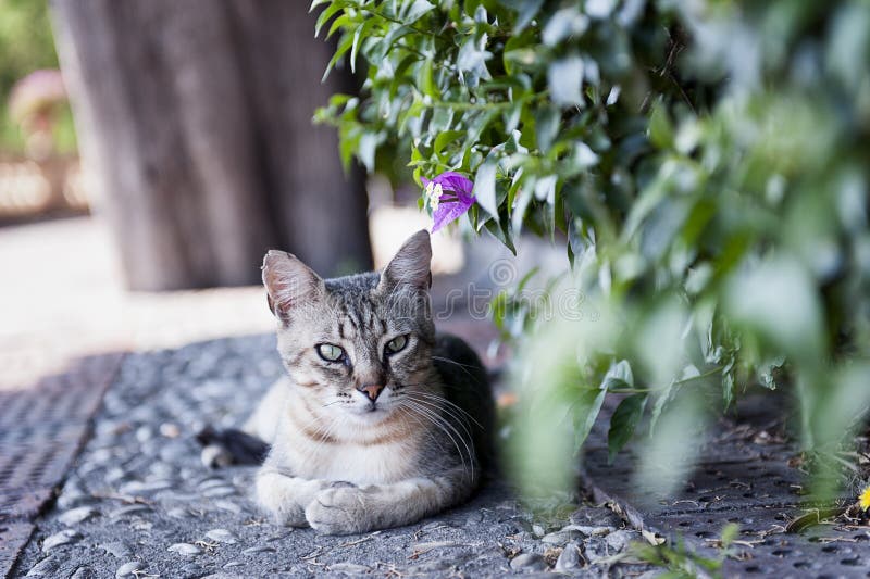 Katt royaltyfri bild Katt royaltyfri bild