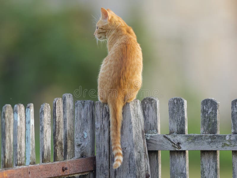 Katt royaltyfria foton Katt royaltyfria foton