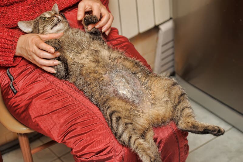 Katt efter kirurgi för sterilisering royaltyfria foton Katt efter kirurgi för sterilisering royaltyfria foton