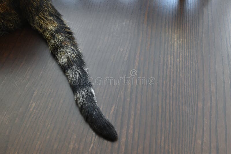 Katt- eller tortoiseshell-kattsvans på träbord. fotografering för bildbyråer