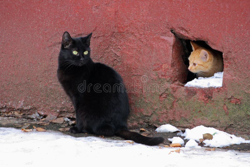 Two homeless cat. Ginger cat peeking into the hole from the basement of the old house. Sitting next to a large black cat. Two homeless cat. Ginger cat peeking into the hole from the basement of the old house. Sitting next to a large black cat.