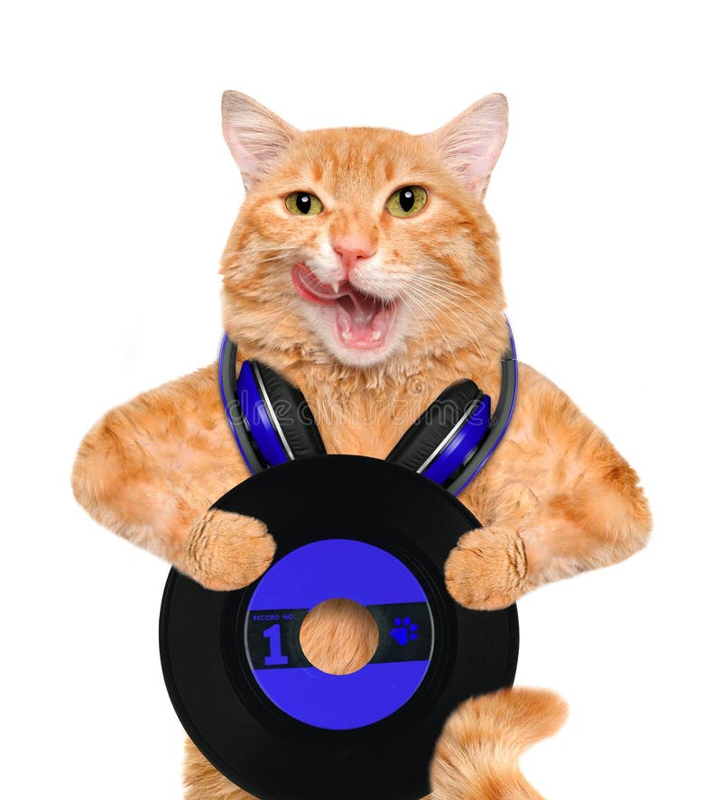 Katt för rekord för musikheadphonevinyl royaltyfria bilder