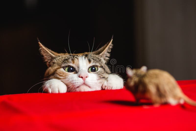 Katt i en bakhåll på en musjakt royaltyfri bild Katt i en bakhåll på en musjakt royaltyfri bild