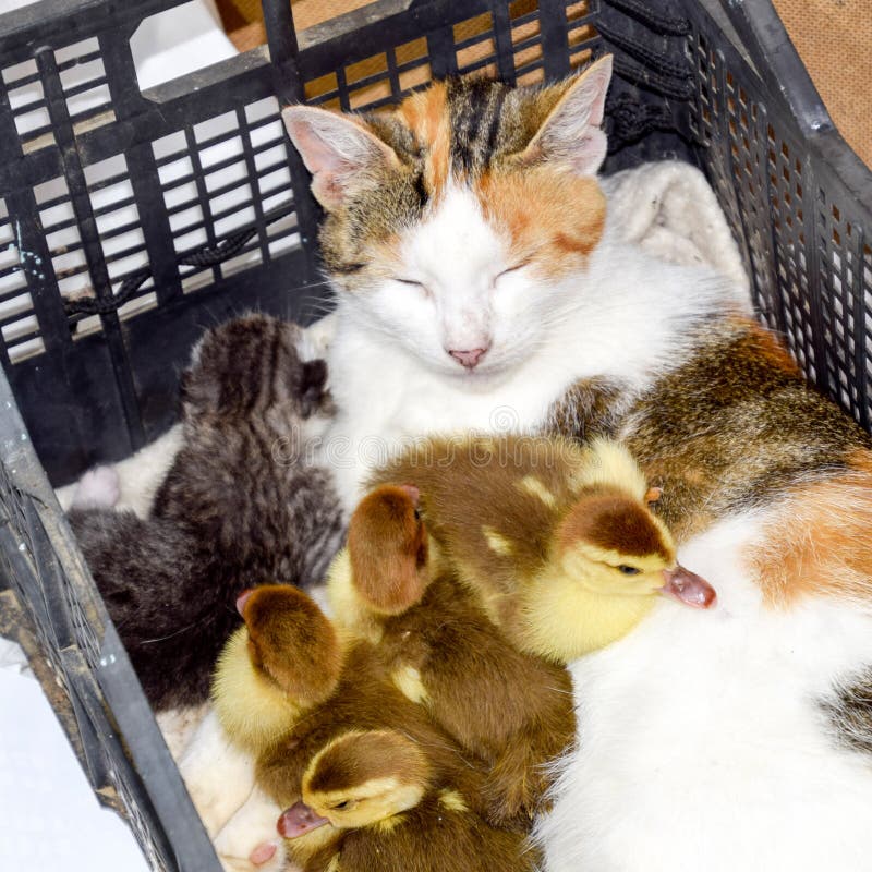 Katt i en korg med kattunge- och hälerimyskandankungar Kattfostermor för ankungarna royaltyfri fotografi Katt i en korg med kattunge- och hälerimyskandankungar Kattfostermor för ankungarna royaltyfri fotografi