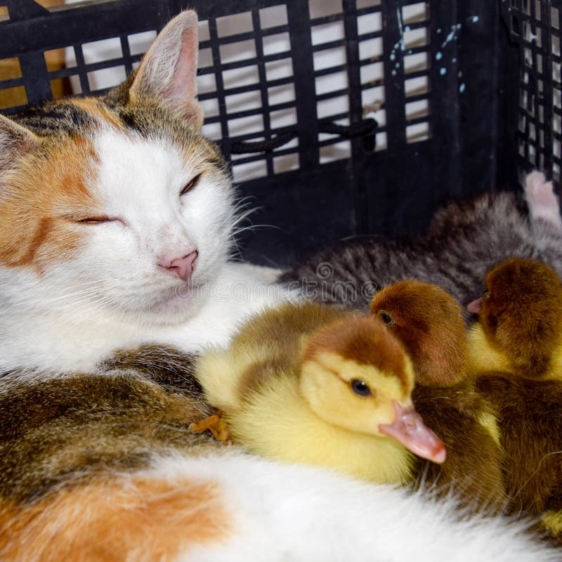 Katt i en korg med kattunge- och hälerimyskandankungar Kattfostermor för ankungarna royaltyfria bilder Katt i en korg med kattunge- och hälerimyskandankungar Kattfostermor för ankungarna royaltyfria bilder