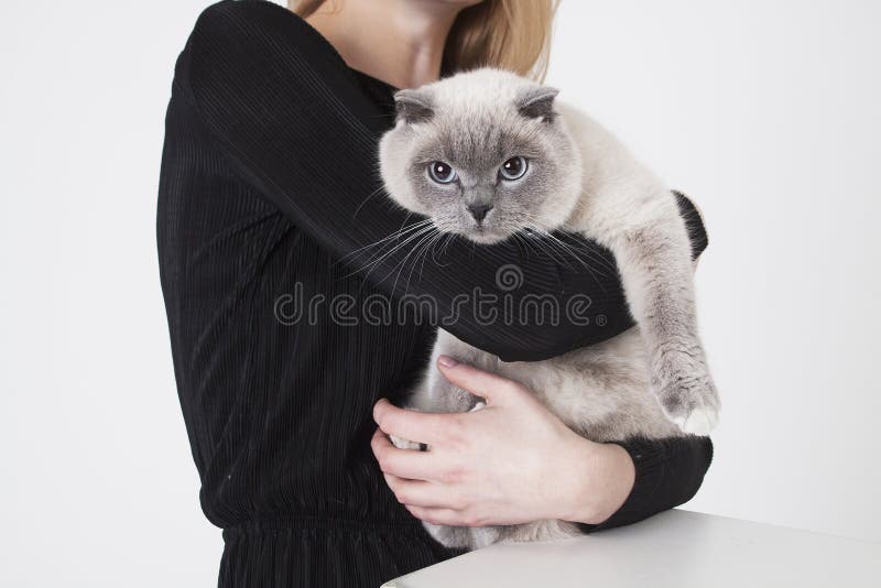 Katt i mina armar arkivbilder Katt i mina armar arkivbilder