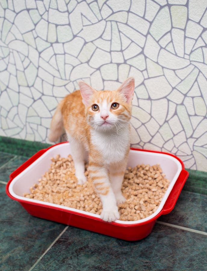 Katt i toaletten arkivbild Katt i toaletten arkivbild