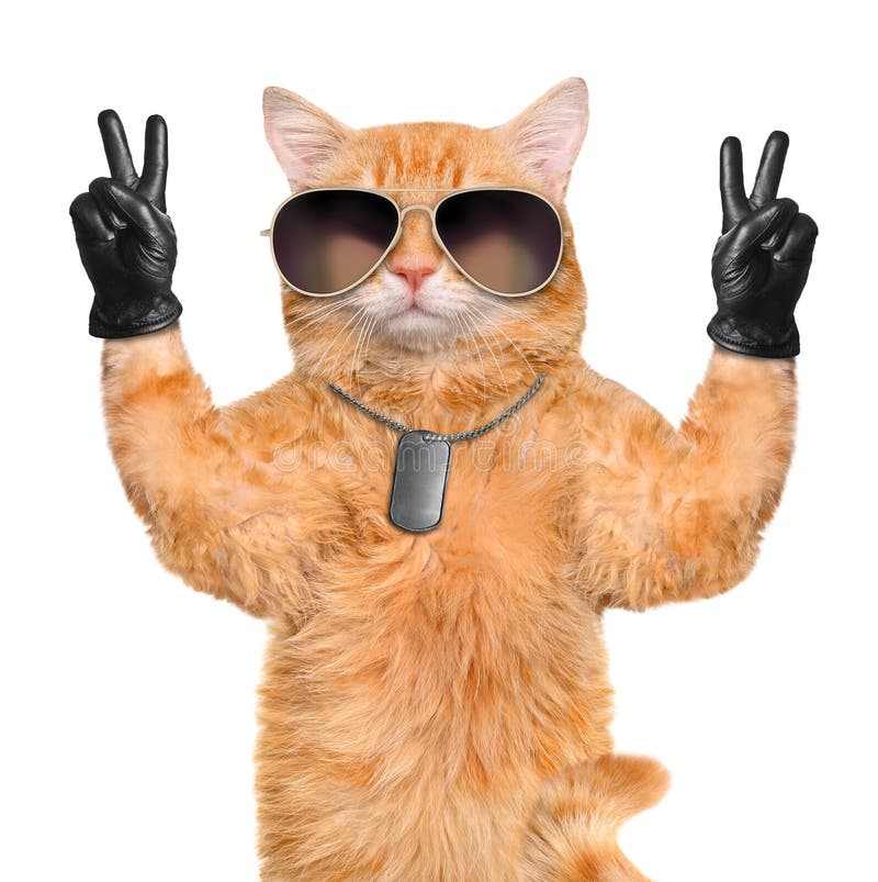 Katt med fredfingrar i svart läder arkivfoto Katt med fredfingrar i svart läder arkivfoto